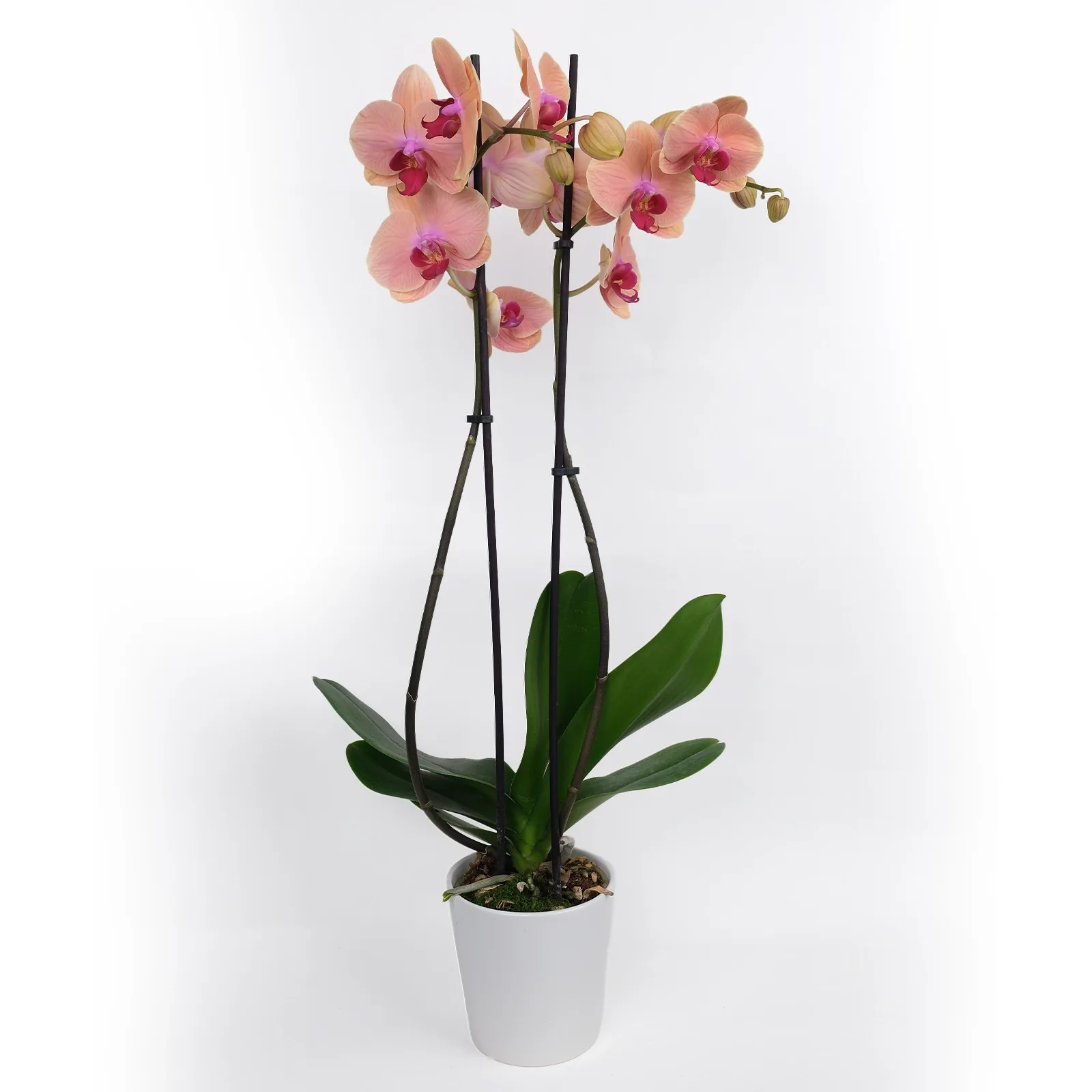 Çift Dallı Şeftali Phalaenopsis Orkide 